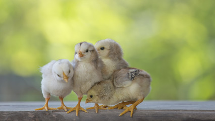 4 chicks on wood floor behind natural blurred background