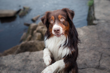 Dog Australian shepherd at the river