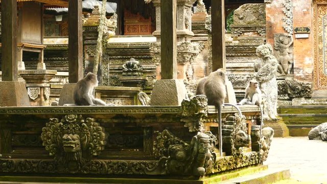 Wild monkeys in front of temple in Monkeyforest, Ubud, Bali