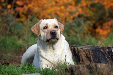 the yellow labrador in the park in autumn close up