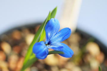 Tecophilaea Cyanocrocus plant with blue flower