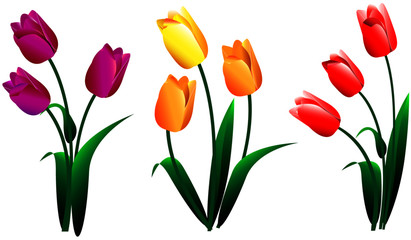 Set of different bouquets of yellow red pink flower tulips