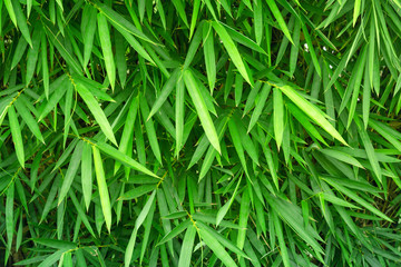 Fototapeta na wymiar Bamboo leaves background