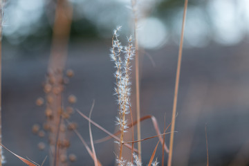 Whispy white fall flower with Painterly background