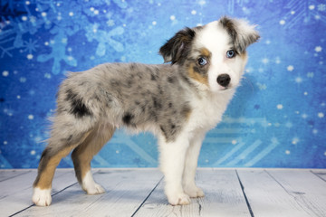 Miniature Australian Shepherd with snowflake background