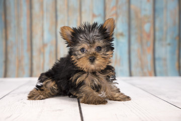 Yorkshire Terrier with blue wood background