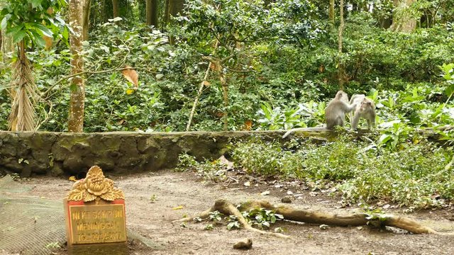 Macaque monkey family are fleeing in Monkeyforest in Ubud, Bali