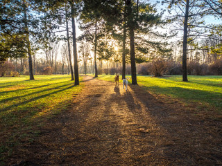 Fototapeta na wymiar Two dogs run around the city park
