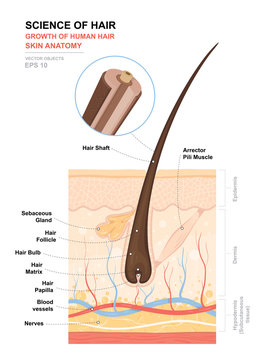 Structure of hair follicle  Download Scientific Diagram