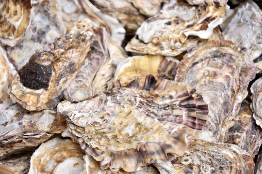 Seashells of oysters