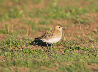 Adult golden plover in winter plumage stands on a  green grass field