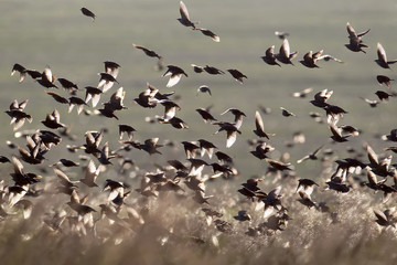 A large flock of starlings against the backdrop of a green field in the backlight