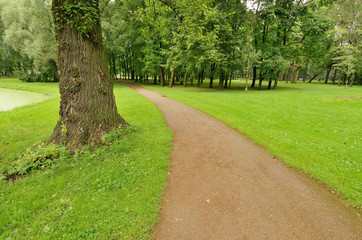 Fototapeta na wymiar Path between trees in the Park.