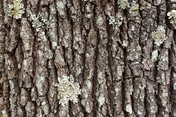 Tree bark texture