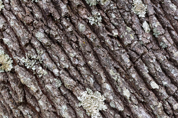 Tree bark texture