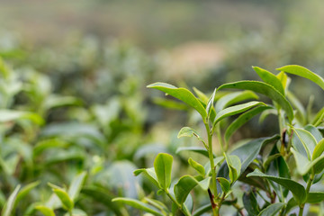 Green tea bud and leaves.