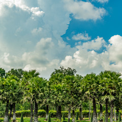 Obraz premium Green palm trees