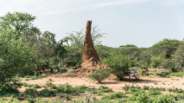 Huge termite mound in Africa, South Ethiopia, Omo valley
