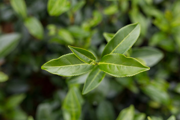Green tea bud and leaves.