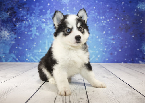 Huskimo with snowflake background