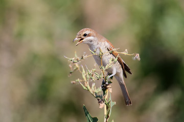 A female red backed shrike witn open beak sits on a slim branch on a blurred background