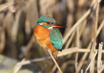Portrait of a beauty. A female kingfisher in a winter interior