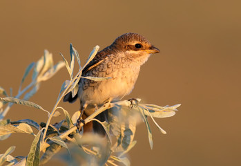 Soft close up photo of young red backed shrike in red morning light. Bright blurred beige background
