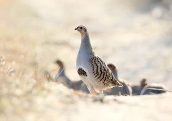 Leader of a flock of gray partridges in a pose of attention, look at the photographer. The image is in the backlight