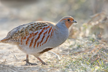 Very close up photo of a gray partridg stands on the ground in backlight