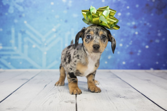 Chiweenie with snowflake background