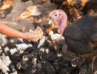 turkeys are fed from the hands on the farm