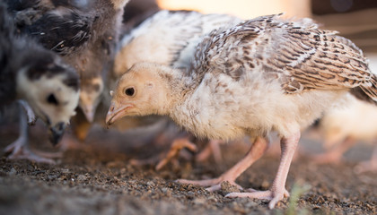 small turkey chickens graze on the farm