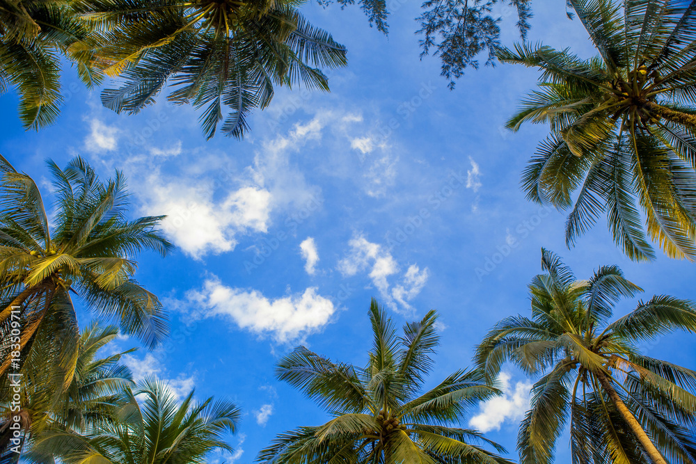 Wall mural frame of coconut palm trees with blue sky