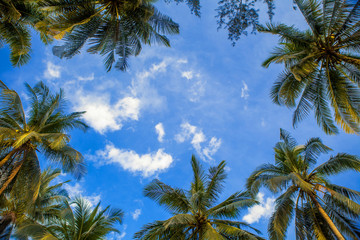 Fototapeta na wymiar frame of coconut palm trees with blue sky