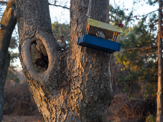 Little sparrows in the trough on the tree
