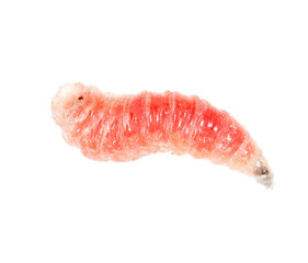 red worm of maggots on a white background