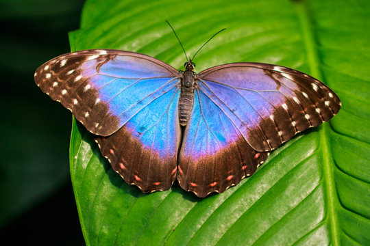 Blauer Morphofalter