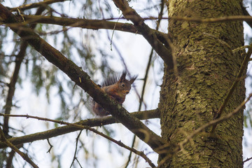 Red Squirrel