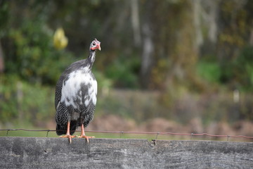 Guineafowl on fence