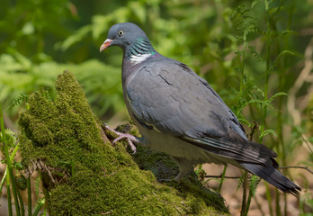 Common wood pigeon stands on mossy stump in day light