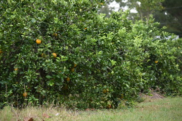 Florida Oranges growing in grove in December
