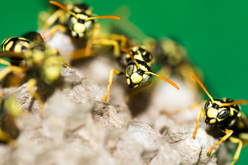 A wasp for hives in nature