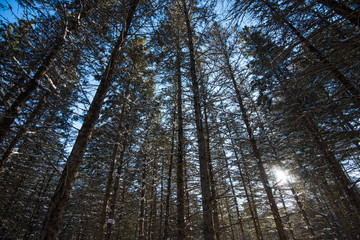 Forrest in the Winter 
