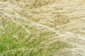 Decorative grass background