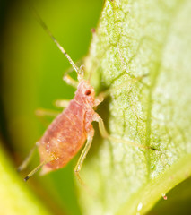 small aphid on a green leaf in the open air