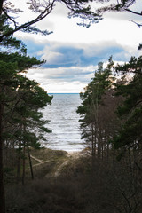 Fototapeta na wymiar Sea view from forest