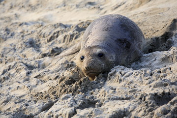 Baby elephant seal, in Año Nuevo State Park