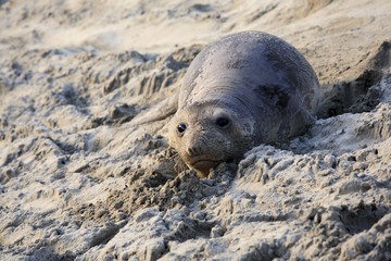 Naklejka premium Baby elephant seal, in Año Nuevo State Park