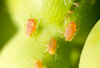 small aphid on a green leaf in the open air