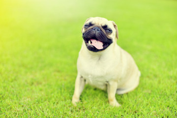 Obraz premium Cute fat Pug playing alone in garden